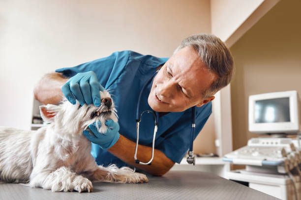 Best Emergency Treatment for Dental Infections or Abscesses in Dupont, WA